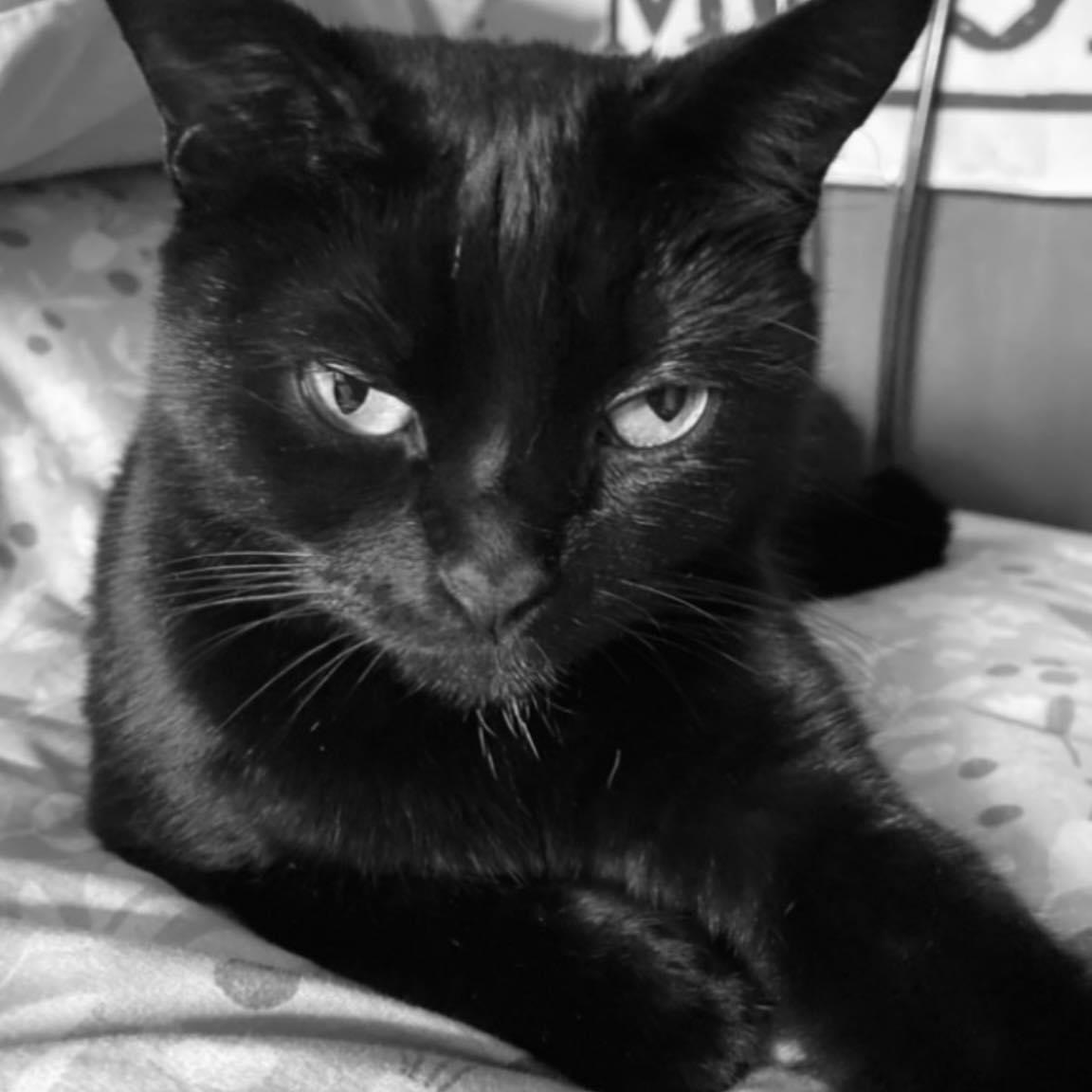 Happy pet (placeholder)